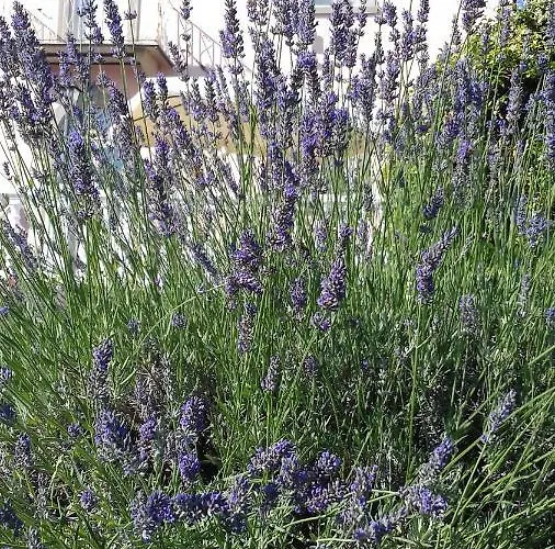 Belvedere Bed & Breakfast Pieve Fosciana